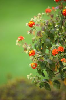 Orange flowers of the marmalade bush, Streptosolen jamesonii, on a bush in the garden with shallow dof and a green grass background
