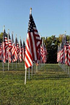 American Flags all in a row