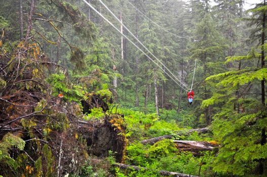 Ziplining in the forest of Ketchikan, Alaska