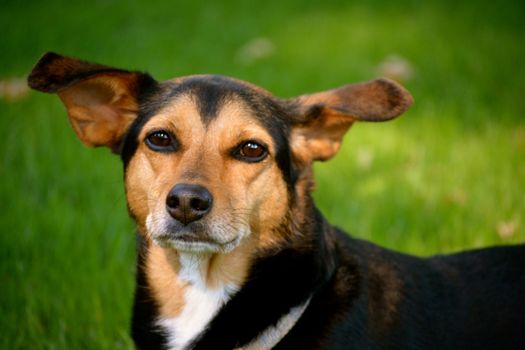 Meagle - Min-Pin Beagle Mixed Breed Dog