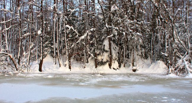 frozed lake wtih trees, at winter.