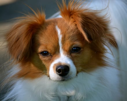 Pappillon Puppy Stares at the Camera
