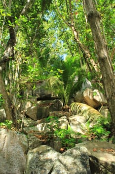 A sunny part of jungle with rocks.