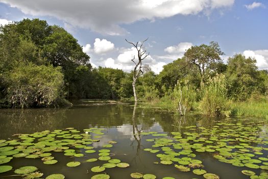 Water lilies in the Kruger National Park, South Africa