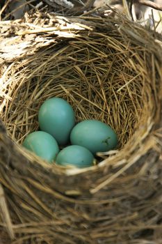 American Robin (Turdus migratorius) nest with eggs
