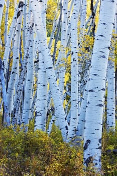 Aspen forest in a fall, Colorado, USA