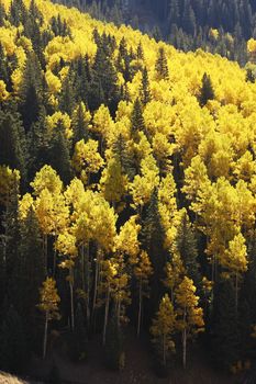 Aspen trees with fall color, San Juan National Forest, Colorado, USA