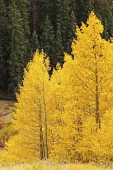 Aspen trees with fall color, San Juan National Forest, Colorado, USA