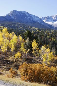 Dallas Divide, Uncompahgre National Forest, Colorado, USA