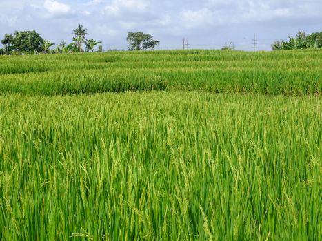 Green rice field, Bali, Indonesia.