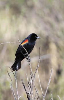 Red-winged Blackbird (Agelaius phoeniceus)