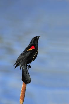 Red-winged Blackbird (Agelaius phoeniceus)