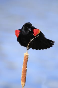 Red-winged Blackbird (Agelaius phoeniceus)