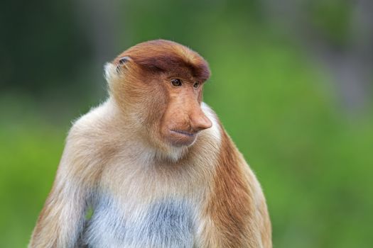 Proboscis monkey in the mangrove in Labuk Bay, Borneo