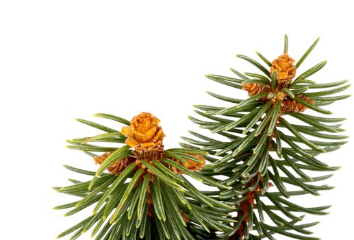 Two Green Spruce Branches with Little Fir Cones isolated on white background