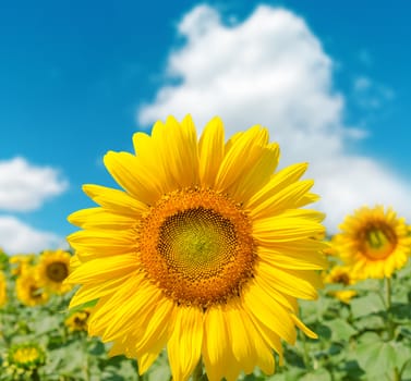 sunflower closeup on field and blue sky. soft focus