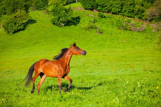 Arab racer runs on a green summer meadow