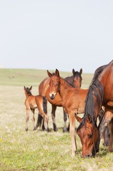 Herd of horses on a summer pasture. Elbrus, Caucasus, Karachay-Cherkessia