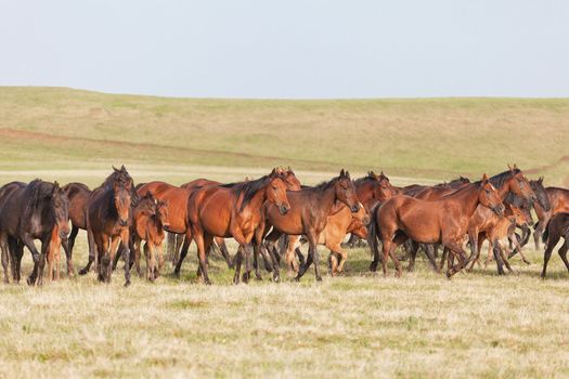 Herd of horses on a summer pasture. Elbrus, Caucasus, Karachay-Cherkessia