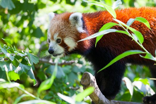 red panda lies on a tree branch