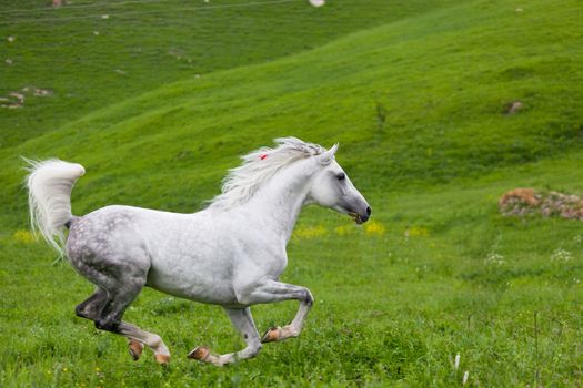 Gray Arab horse gallops on a green meadow