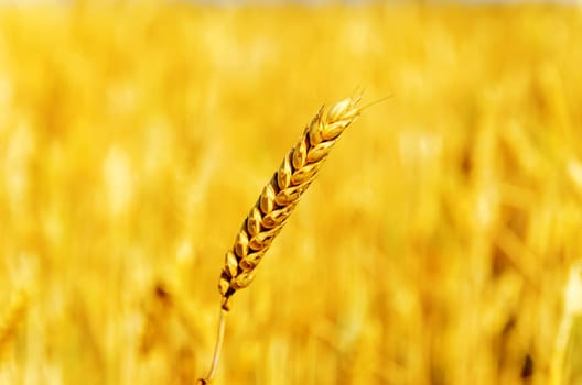 one golden wheat over field. soft focus