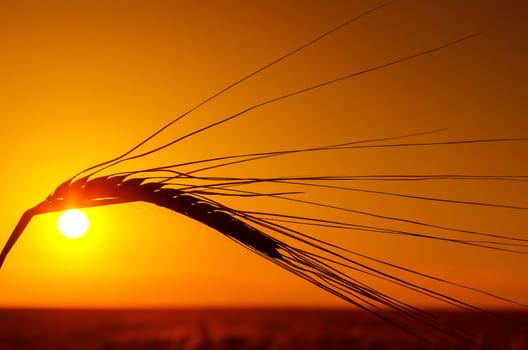 silhouette of wheat and orange sunset