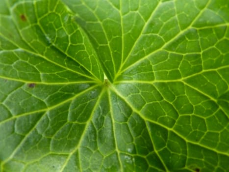 Bright green leaf showing pale green veins