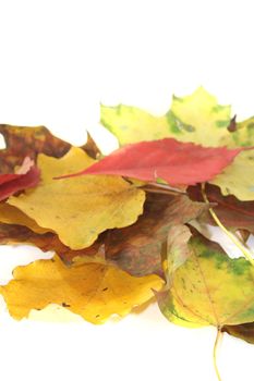 decorative autumn leaves on a light background