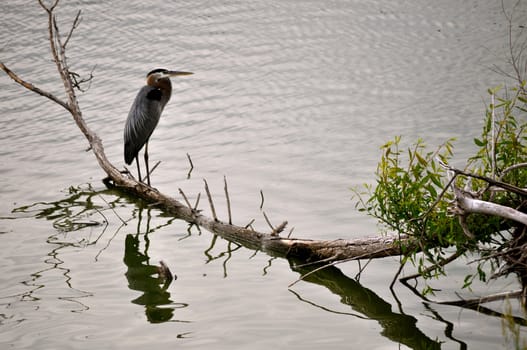 Birds on the bank of Lake Erie