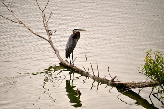 Birds on the bank of Lake Erie