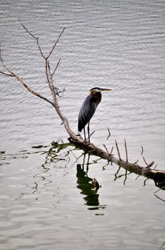 Birds on the bank of Lake Erie