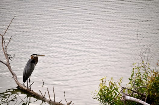 Birds on the bank of Lake Erie