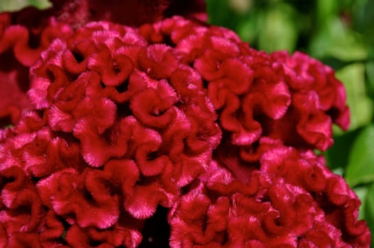 Brain Flower with flowering petals