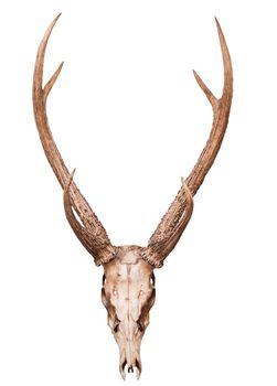 samba deer skull horn isolated on white backgorund use for multipurpose