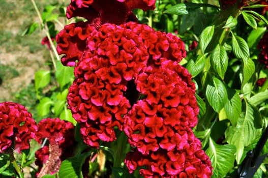 Brain Flower with flowering petals