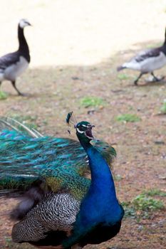  Blue peacock on green grass 
