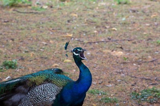 Blue peacock on green grass 
