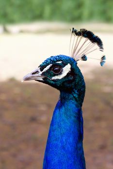 Blue peacock on green grass 