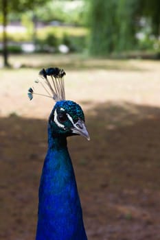  Blue peacock on green grass 
