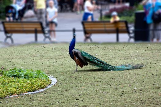  Blue peacock on green grass 