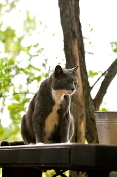 Cat sits and stares on picnic table