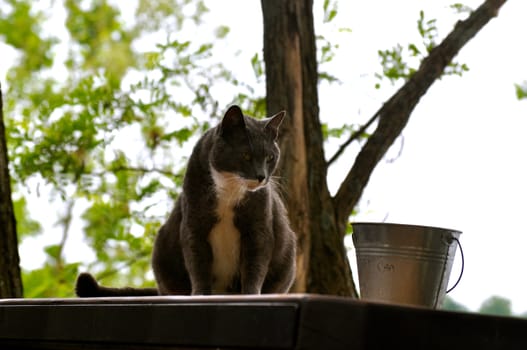 Cat sits and stares on picnic table