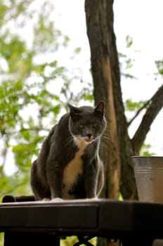 Cat sits and stares on picnic table