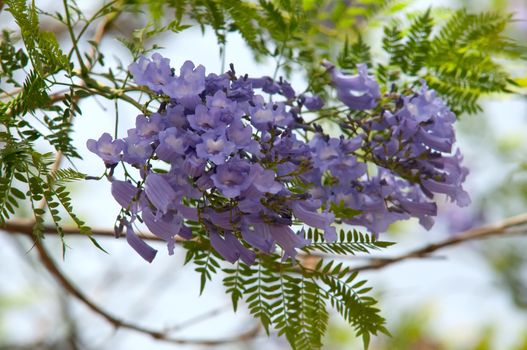 Jacaranda mimosifolia with a bunch of flowers .