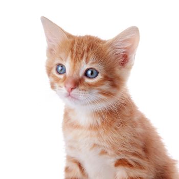 Red kitten. Kitten on a white background. Red striped kitten. Small predator.