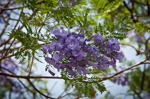 Jacaranda mimosifolia with a bunch of flowers .