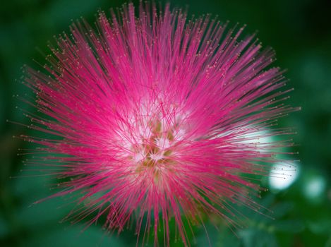 Calliandra surinamensis, Inga pulcherrima