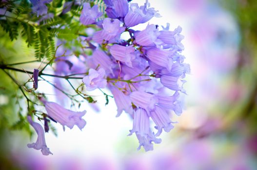 Jacaranda mimosifolia with a bunch of flowers .