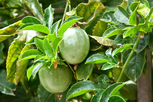 Fresh passion fruit in the garden .